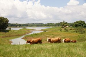 Finca-Aguas-Mansas-Antonio-Mojica-Canita-Bayano